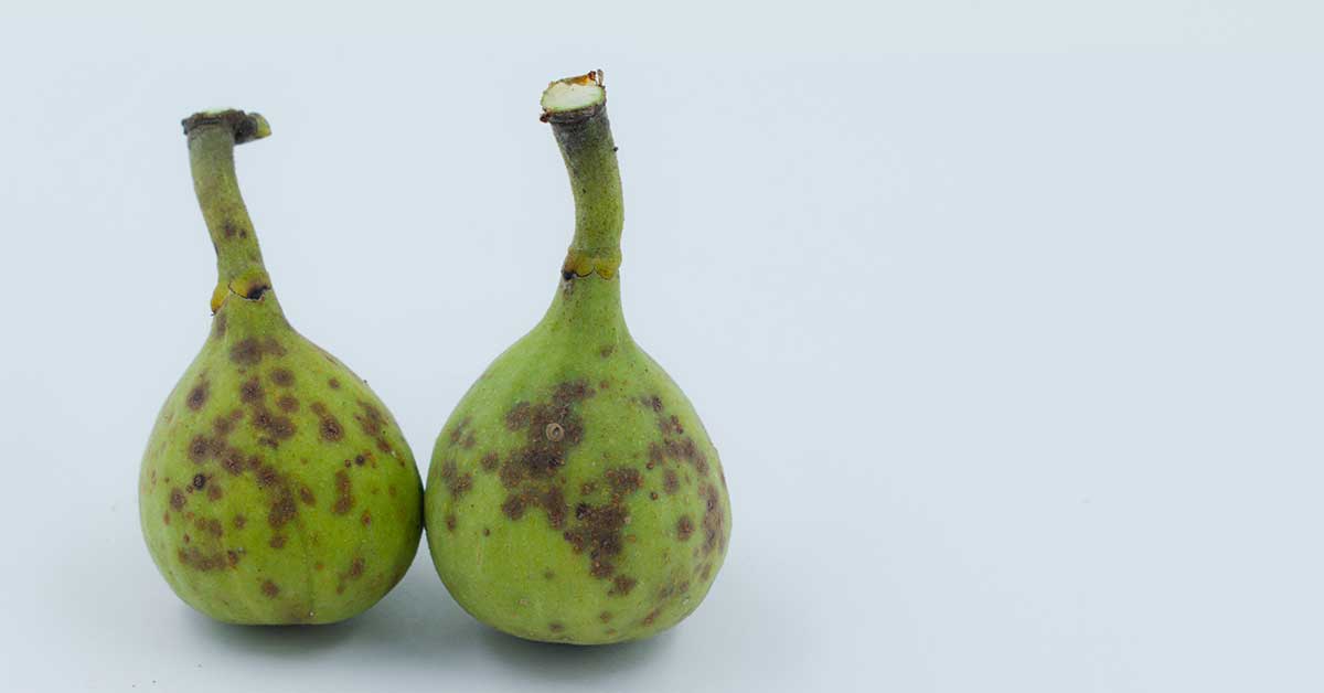 figs with fig rust