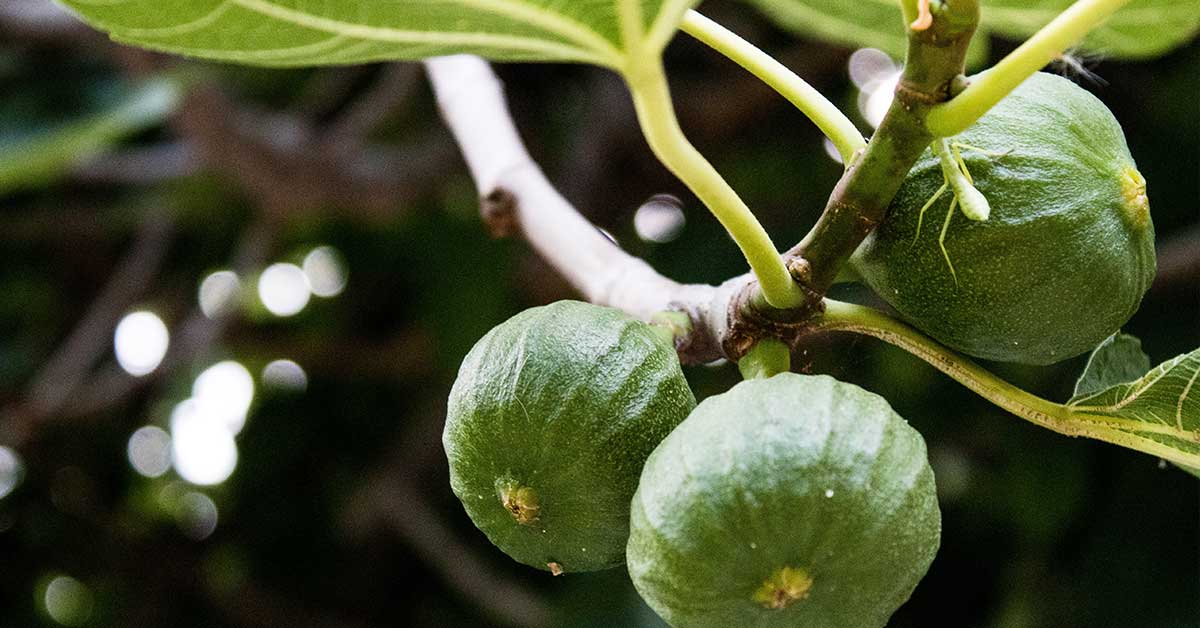 figs on a fig tree branch