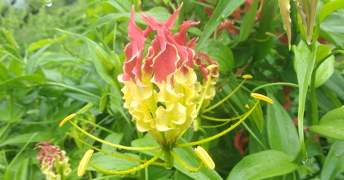 12 Flowers That Look Like Fire The Garden Magazine