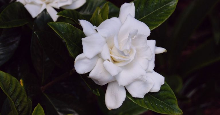 10 Elegant White Flowers for a Classic Garden Look - Featured image