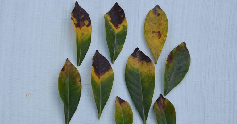 Why Are My Gardenia Leaves Turning Yellow? - Featured image