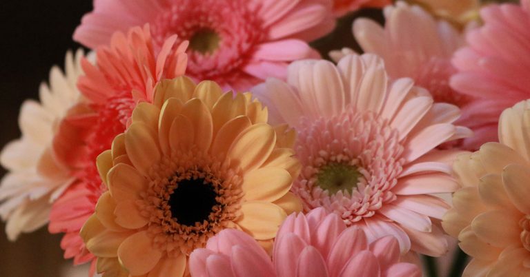 When And How To Deadhead Gerbera Daisies - Featured image