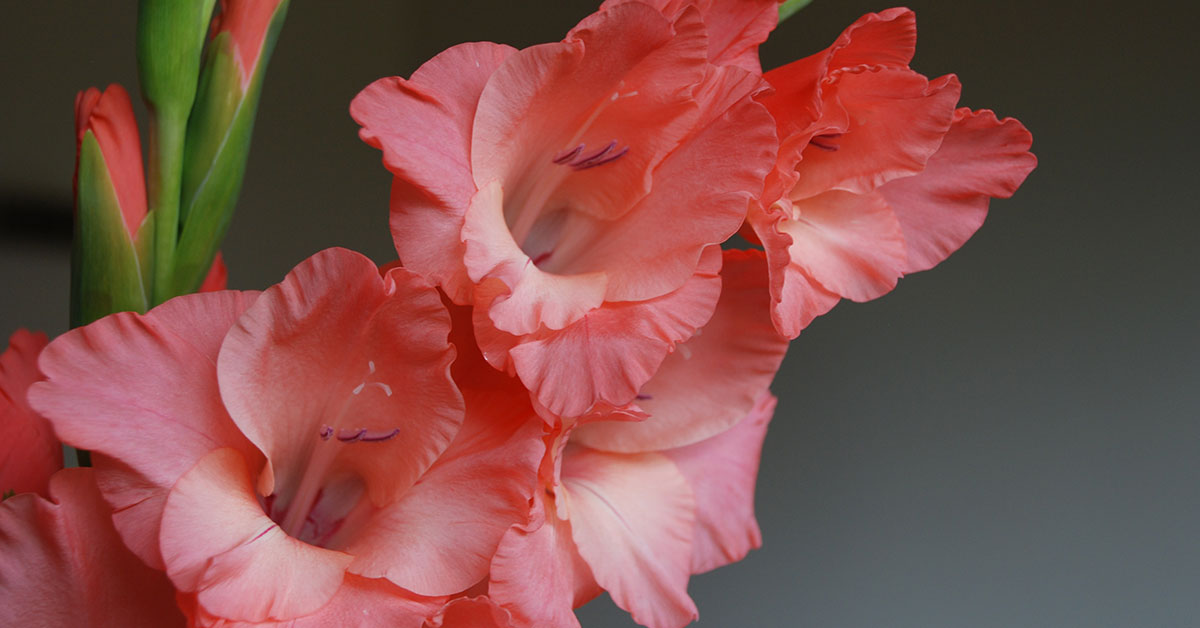 August Birth Flowers Gladiolus & Poppies The Garden Magazine