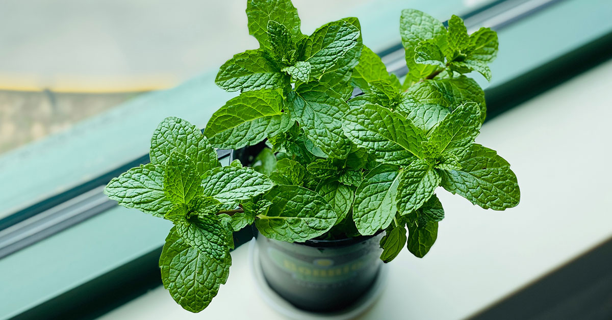 harvested mint cuttings