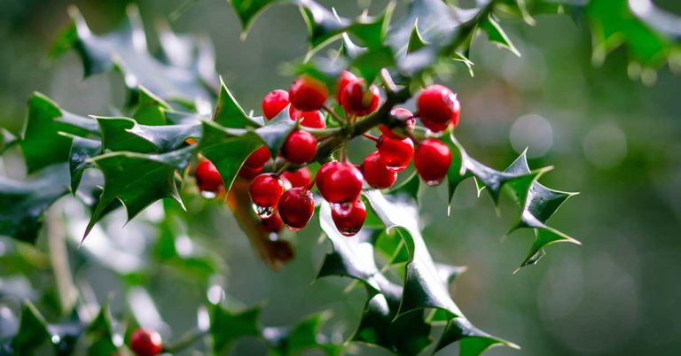 Holly Fertilizer: How To Feed Your Holly Plant - Featured image