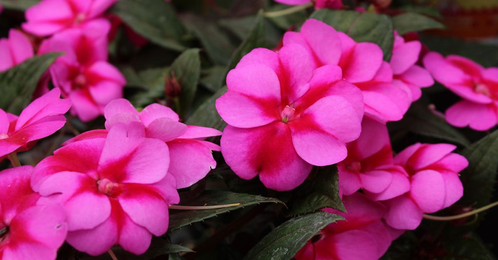 impatiens with pink flowers