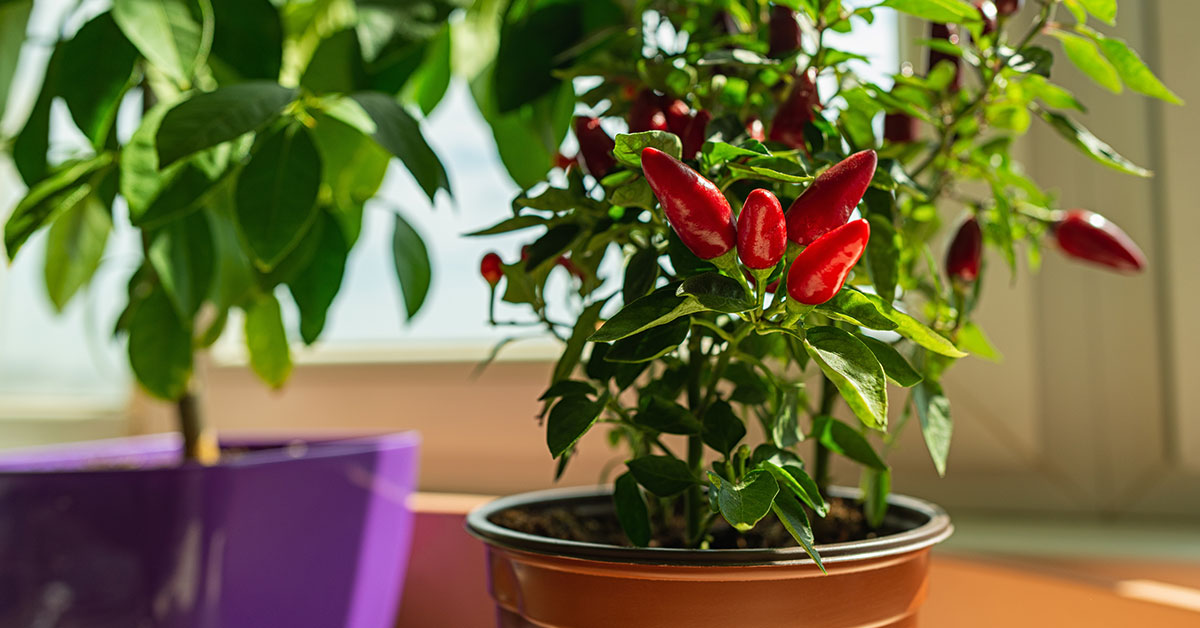 indoor pepper plant