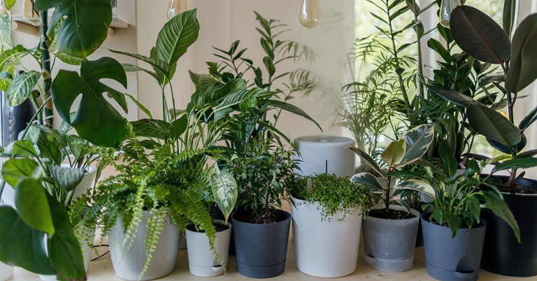 Is Sugar Water Good For Plants? - Featured image