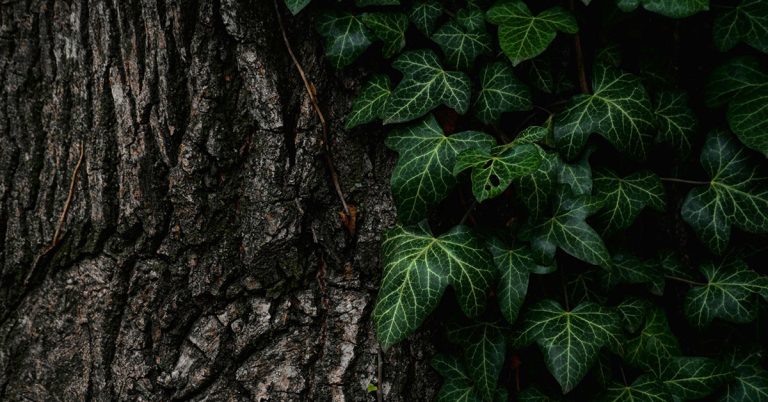 How To Get Rid Of Ivy On Your Property - Featured image
