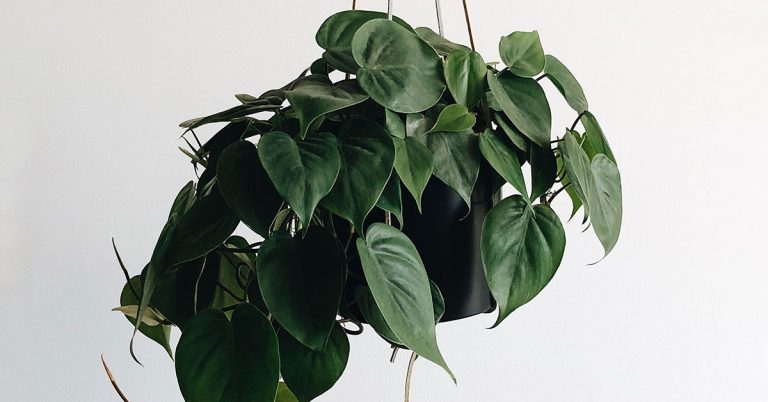 How To Make Your Pothos Fuller - Featured image