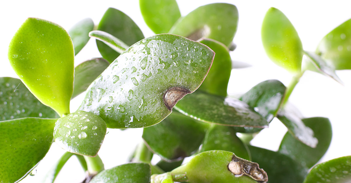 What Causes Black Spots On A Jade Plant? The Garden Magazine