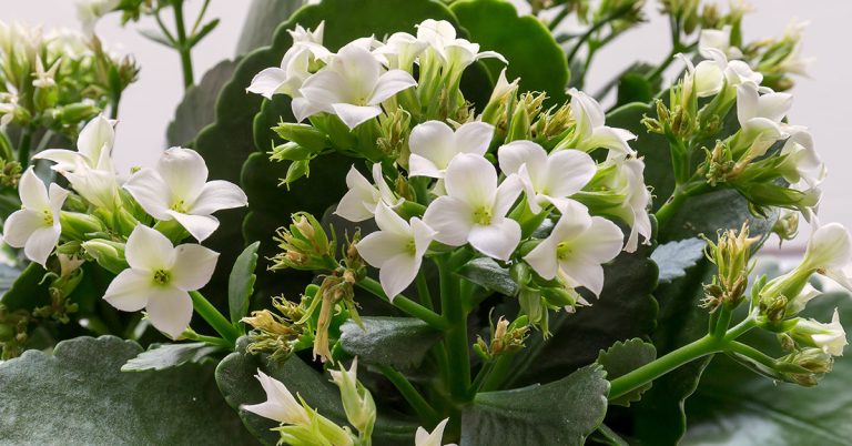 When And How To Deadhead Kalanchoe - Featured image