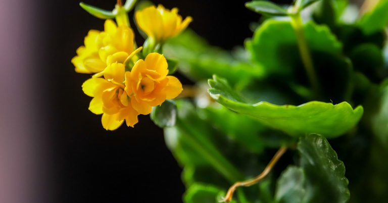 How To Propagate Kalanchoe - Featured image