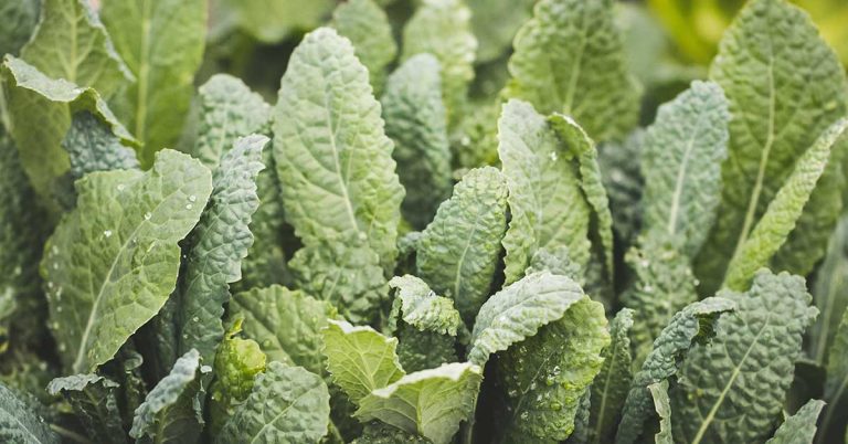 When To Plant Kale In New Zealand - Featured image