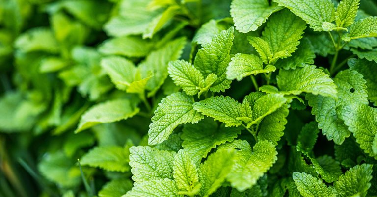 10 Companion Plants For Lemon Balm - Featured image