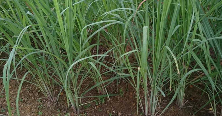 12 Reasons Why You Should Grow Lemongrass By Your Front Door - Featured image