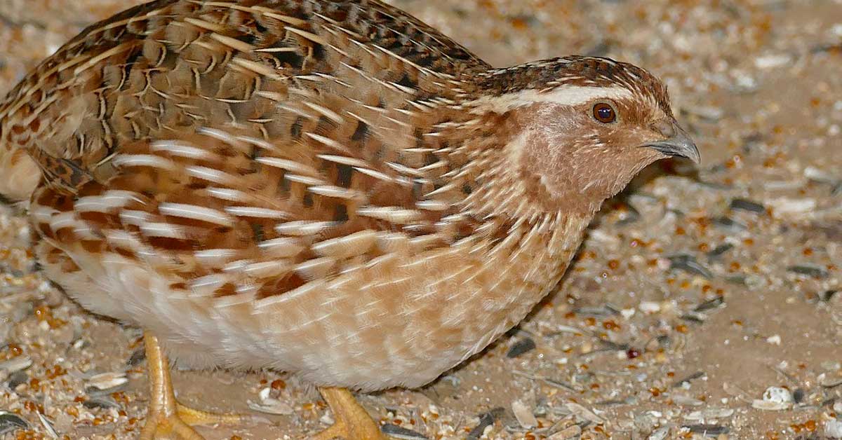 male coturnix quail rooster