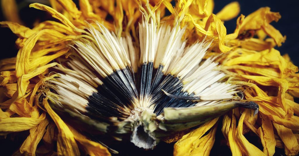 When And How To Harvest Marigold Seeds - Featured image