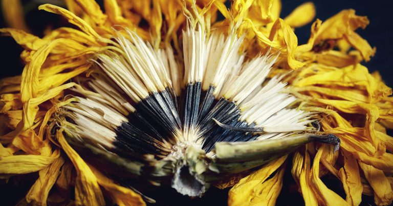 When And How To Harvest Marigold Seeds - Featured image