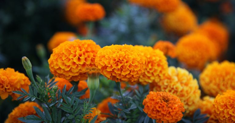 When And How To Deadhead Marigolds - Featured image