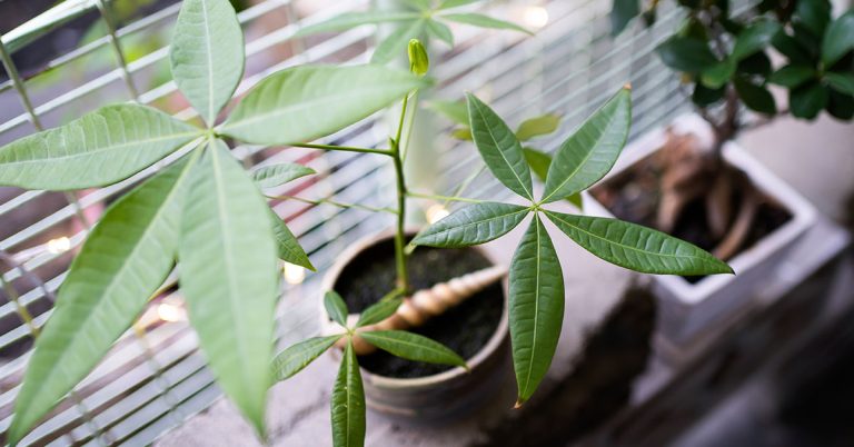 How To Propagate A Money Tree - Featured image