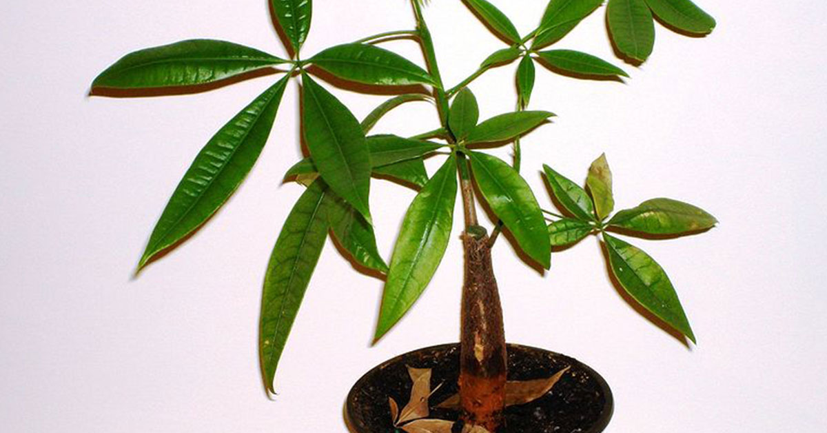 Why Are My Money Tree Leaves Turning Yellow? The Garden Magazine