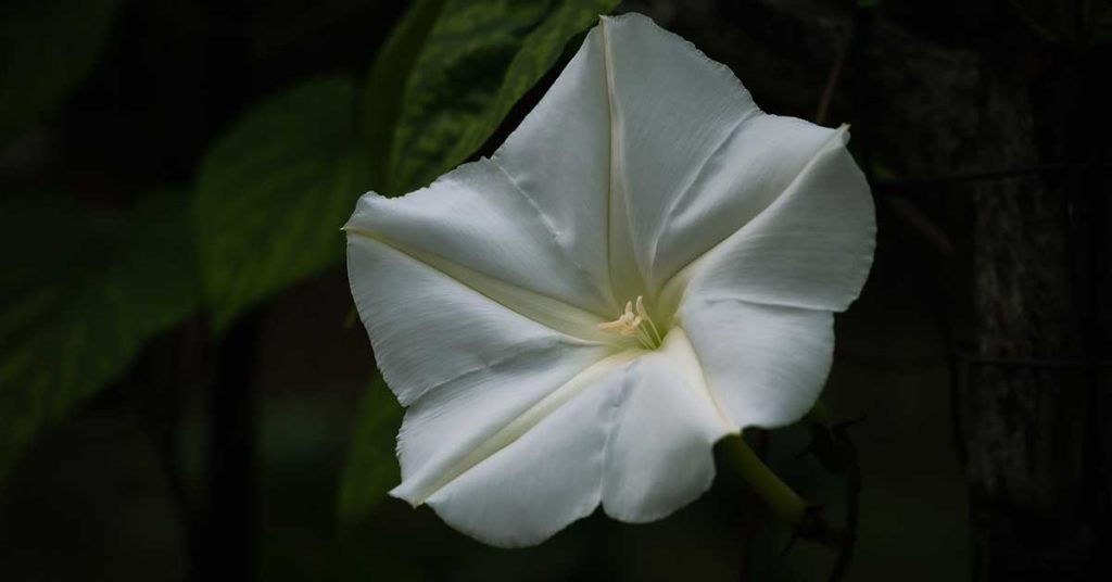 moonflower vine