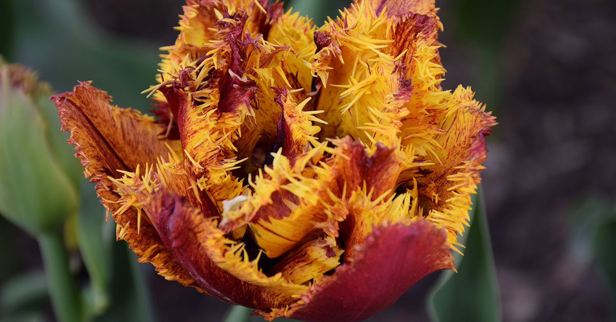 12 Flowers That Look Like Fire The Garden Magazine
