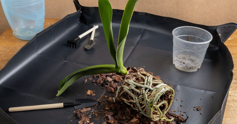 When And How To Repot An Orchid - Featured image