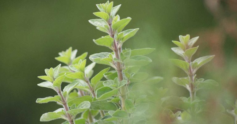 When And How To Harvest Oregano - Featured image
