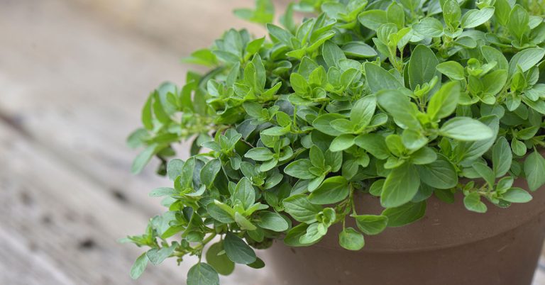 15 Herbs for Making Natural Remedies and Tinctures - Featured image