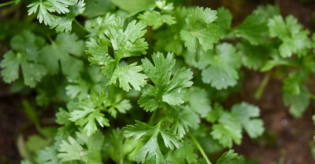 parsley