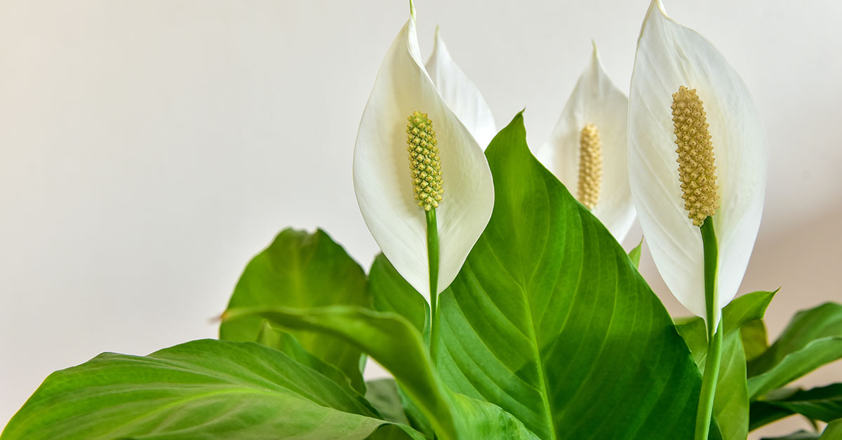 peace lily blooms