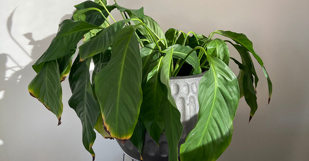 peace lily leaves turning yellow