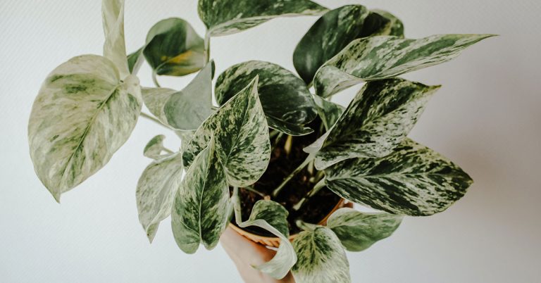 11 Signs It’s Time To Repot Your Pothos - Featured image