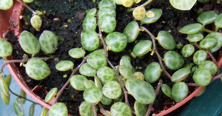 How To Propagate Peperomia Plants - Featured image