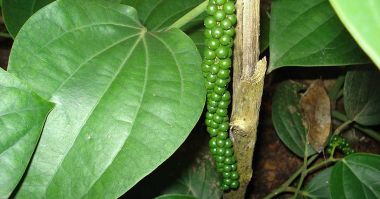 How To Grow Peppercorn Plants Indoors - Featured image