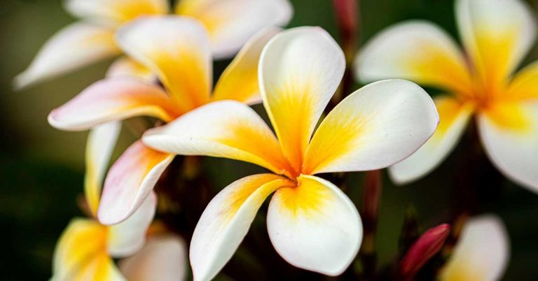 When And How To Prune Plumeria - Featured image