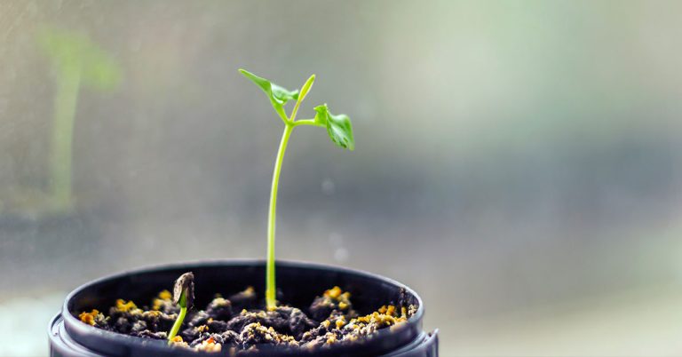 How To Grow Pomegranate From Seed - Featured image