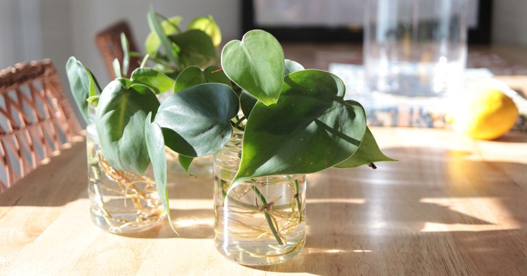 These 10 Houseplants Thrive On Neglect - Featured image