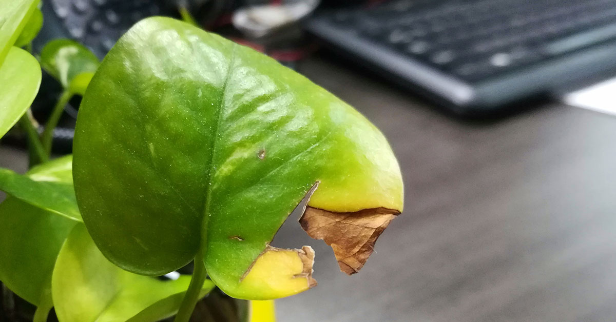 pothos leaves turning yellow