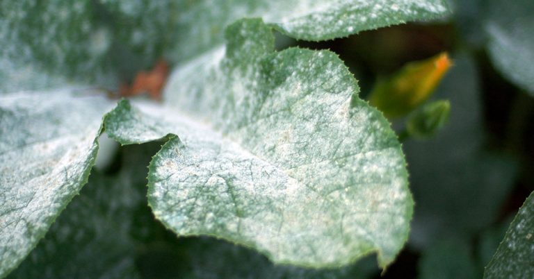 How To Get Rid Of Powdery Mildew On Houseplants - Featured image