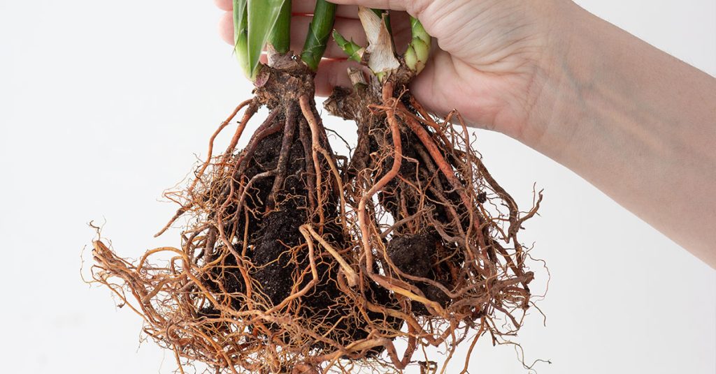 How To Propagate Lucky Bamboo - Featured image