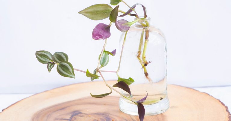 How To Propagate Wandering Jew - Featured image