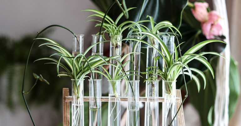 8 Reasons Why You Should Propagate Your Spider Plants In August - Featured image