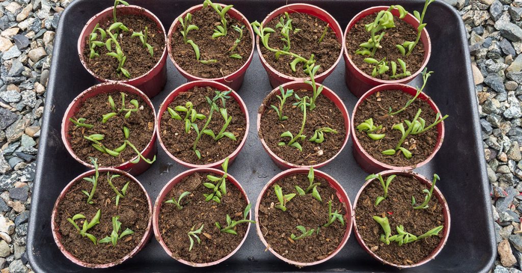 How To Propagate String Of Dolphins - Featured image