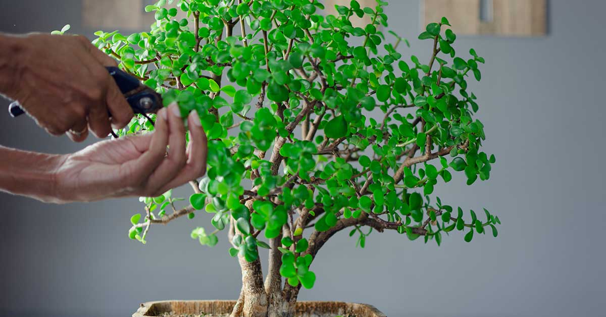 pruning a jade plant