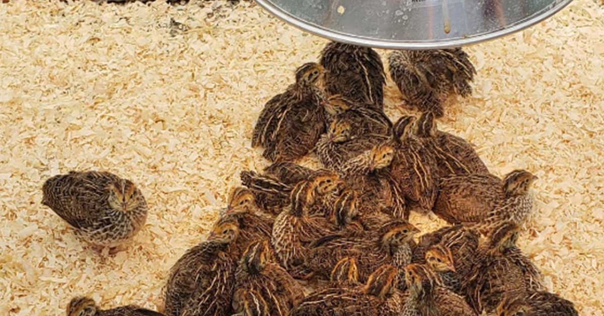 Complete Guide To Raising Coturnix Quail Chicks The Garden Magazine