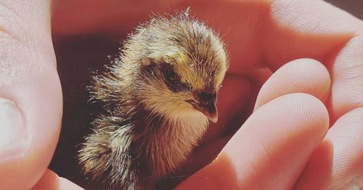 How Long Do Quail Live? - The Garden Magazine