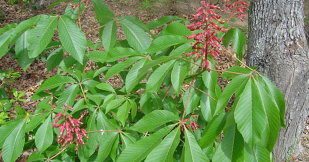 10 Trees That Attract Hummingbirds The Garden Magazine